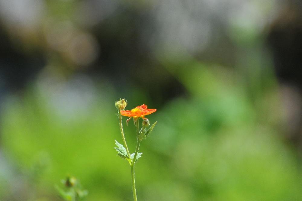 DSC_9457.JPG