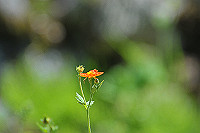 DSC_9457_thumb.jpg
