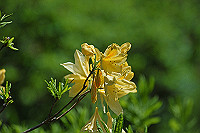 DSC_9460_thumb.jpg