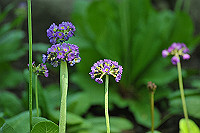 DSC_9462_thumb.jpg
